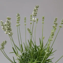 Lavendel Weiß, Topf-Ø 13 Cm, 6er-Set -Fiskar Garten Geschaft 0319200155 0319200156 lavandula angustifolia weiss 9 124066