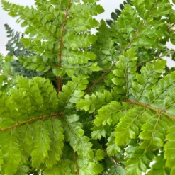 Japanischer Schildfarn, Topf-Ø 17 Cm, 2er-Set 10 Japanischer Schildfarn, Topf-Ø 17 Cm, 2er-Set -Fiskar Garten Geschaft 0319200160 polystichum polyblepharum 11 125048