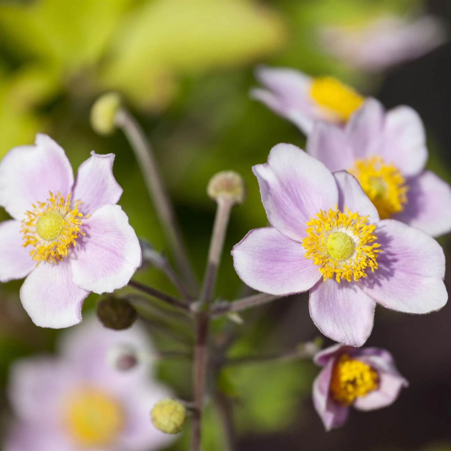 Herbst-Anemone Rosa, 3 Liter Topf 2 Herbst-Anemone Rosa, 3 Liter Topf – Bild 2