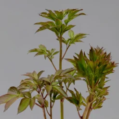 Pfingstrose 'Alexander Fleming' Rosa, Topf 3 Liter -Fiskar Garten Geschaft 0320106808 paeonia alexander fleming 123870