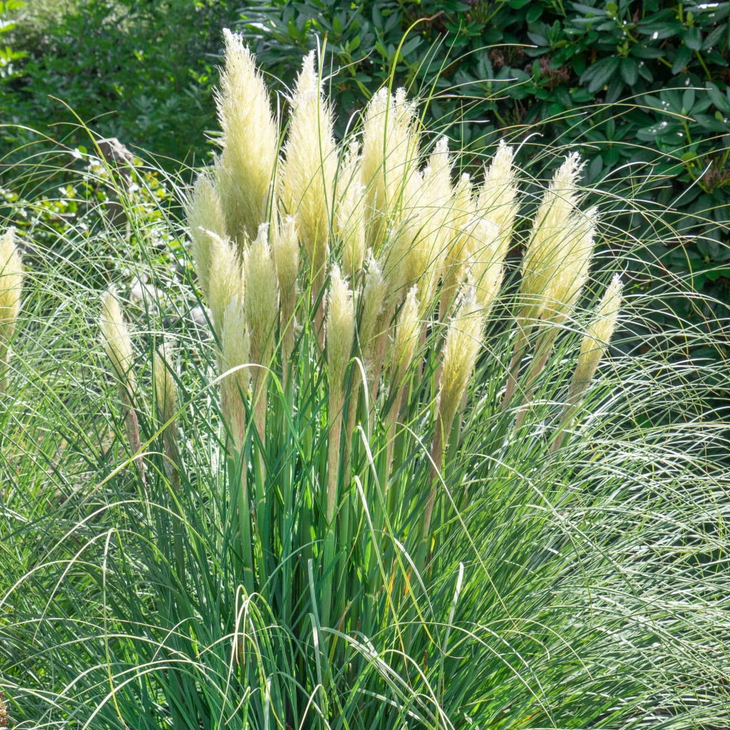 Bio Pampagras 'Senior' Cremeweiß, Topf 5 Liter 1 Bio Pampagras 'Senior' Cremeweiß, Topf 5 Liter