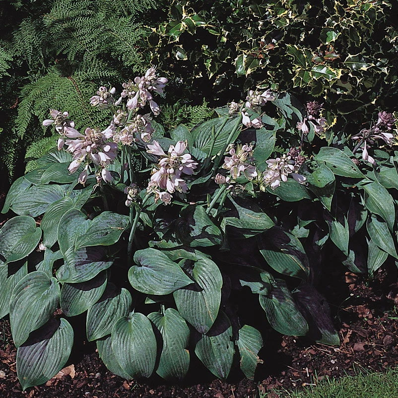 Graublaue Funkie 'Halcyon' Hellviolett, Topf-Ø 11 Cm, 3er-Set 2 Graublaue Funkie 'Halcyon' Hellviolett, Topf-Ø 11 Cm, 3er-Set – Bild 2