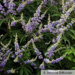 Blauer Mönchspfeffer, Höhe 40-60 Cm, Topf 5 Liter 8 Blauer Mönchspfeffer, Höhe 40-60 Cm, Topf 5 Liter -Fiskar Garten Geschaft 0410110246 Vitex agnus castus 1 87688