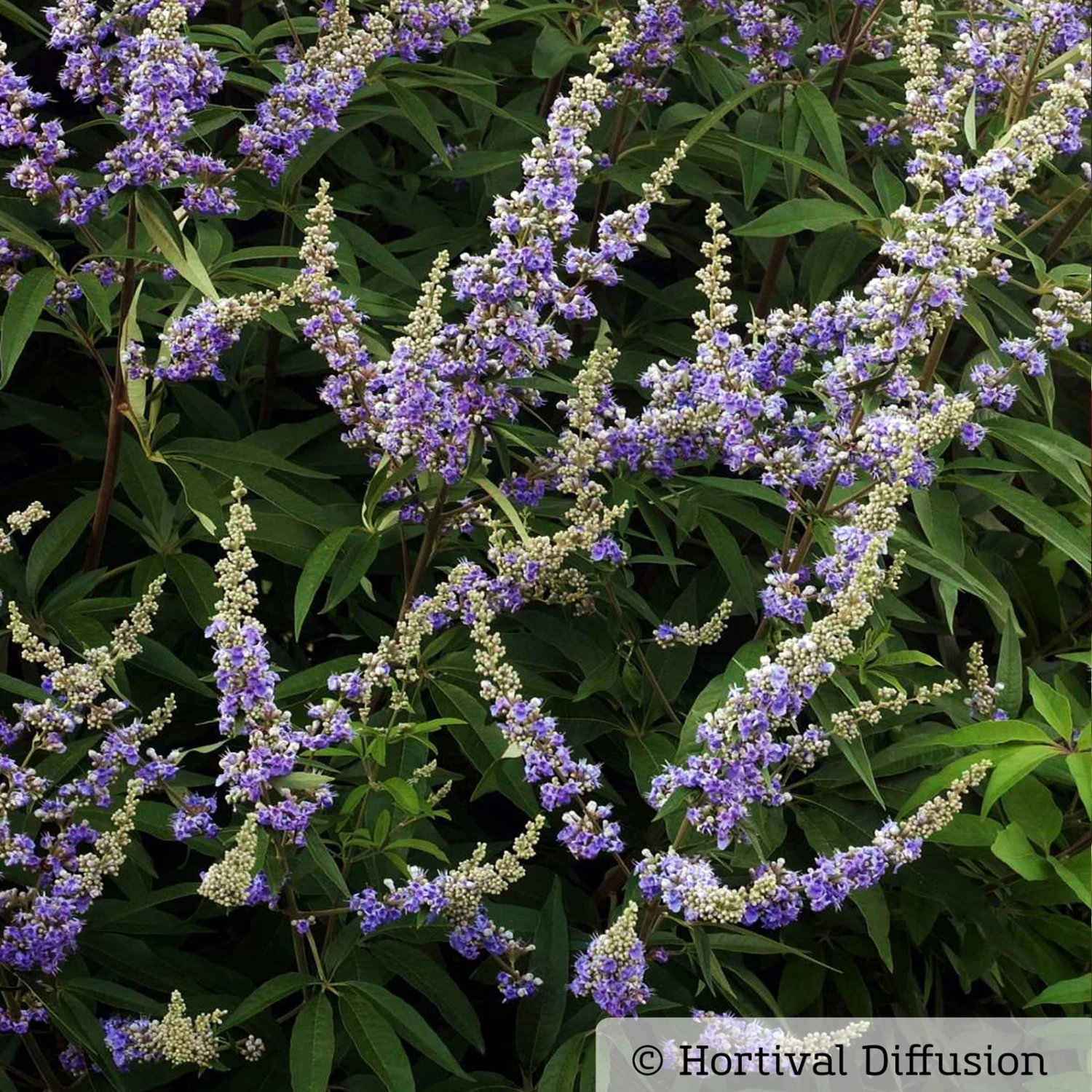 Blauer Mönchspfeffer, Höhe 40-60 Cm, Topf 5 Liter 3 Blauer Mönchspfeffer, Höhe 40-60 Cm, Topf 5 Liter – Bild 3