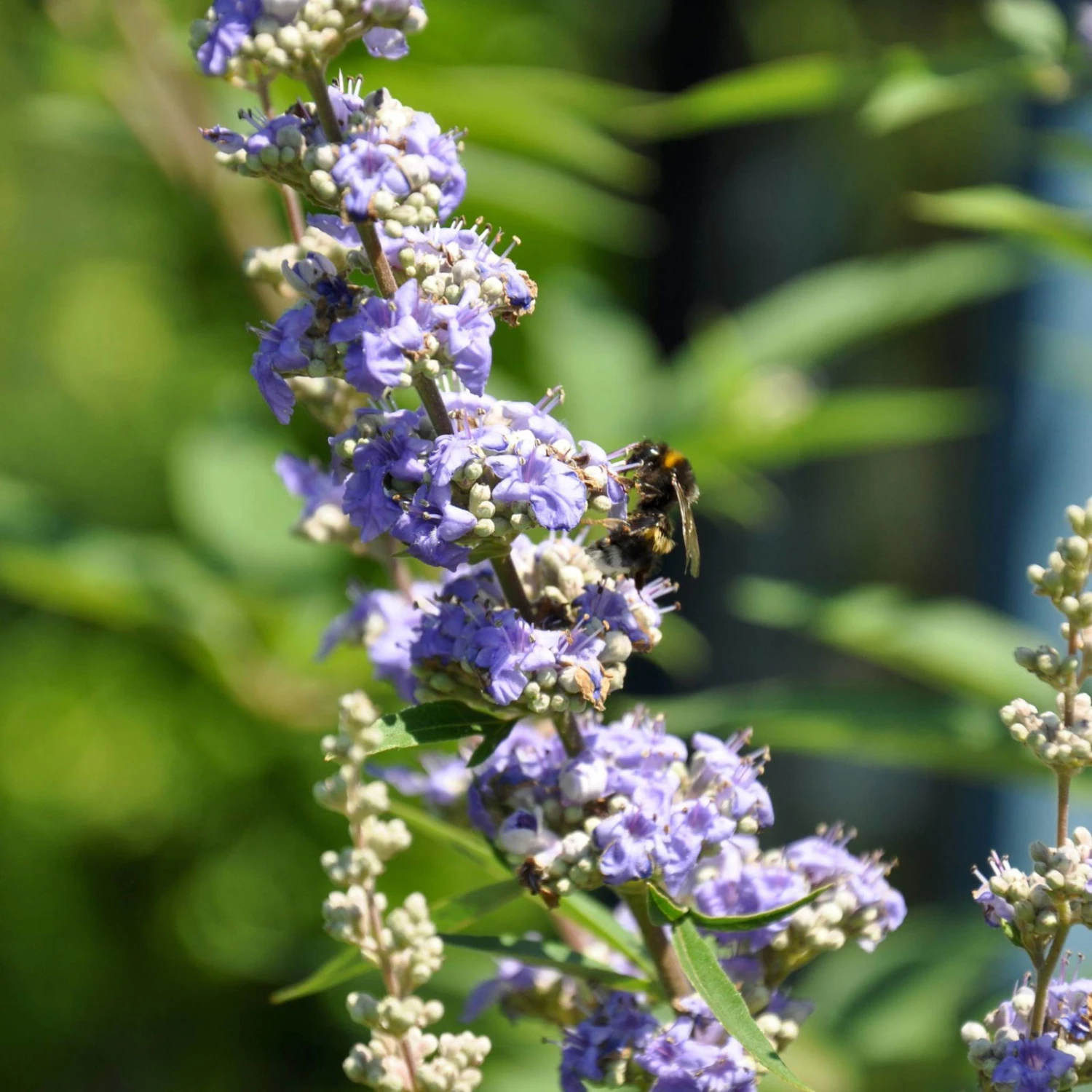 Blauer Mönchspfeffer, Höhe 40-60 Cm, Topf 5 Liter 2 Blauer Mönchspfeffer, Höhe 40-60 Cm, Topf 5 Liter – Bild 2