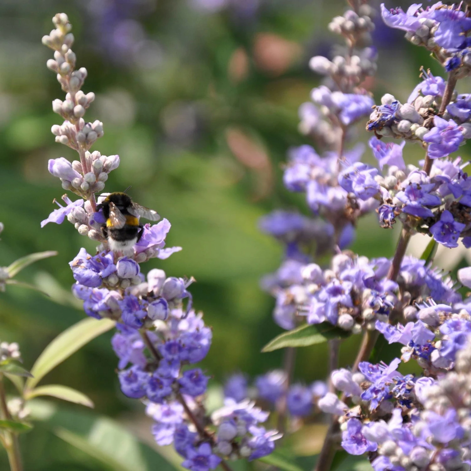 Blauer Mönchspfeffer, Höhe 40-60 Cm, Topf 5 Liter 1 Blauer Mönchspfeffer, Höhe 40-60 Cm, Topf 5 Liter
