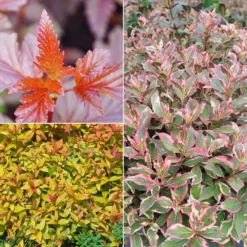 Gehölz-Set Buntlaubig, 3er-Set, Topf 3+4,6 Liter