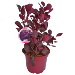 Perückenstrauch 'Lilla'®, 5er-Set, Höhe Ca. 40 Cm, Topf 4 Liter