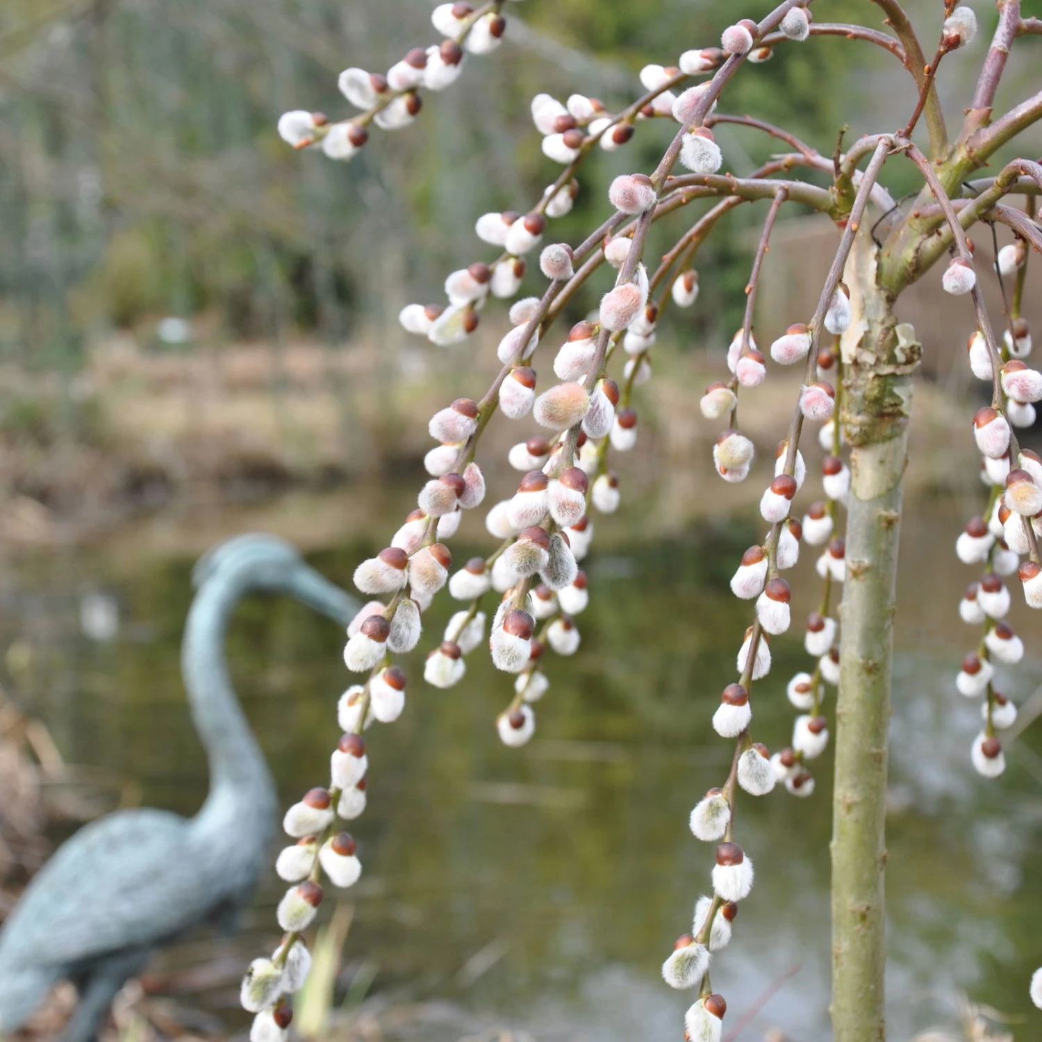 Hängende Kätzchenweide 'Pendula', 50 Cm Stamm, Im 3 Lt. Topf 1 Hängende Kätzchenweide 'Pendula', 50 Cm Stamm, Im 3 Lt. Topf
