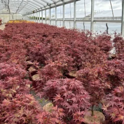 Japanischer Zwergahorn 'Shaina', Höhe 60 - 80 Cm, Topf 10 Liter -Fiskar Garten Geschaft 0410300608 acer shaina 5 123983