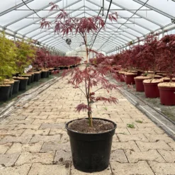 Roter Schlitzahorn 'Dissectum Garnet', Höhe 40 - 60 Cm, Topf 7,5 Liter -Fiskar Garten Geschaft 0410300847 acer garnet 1 123988