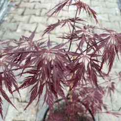Roter Schlitzahorn 'Dissectum Garnet', Höhe 40 - 60 Cm, Topf 7,5 Liter -Fiskar Garten Geschaft 0410300847 acer garnet 5 123986