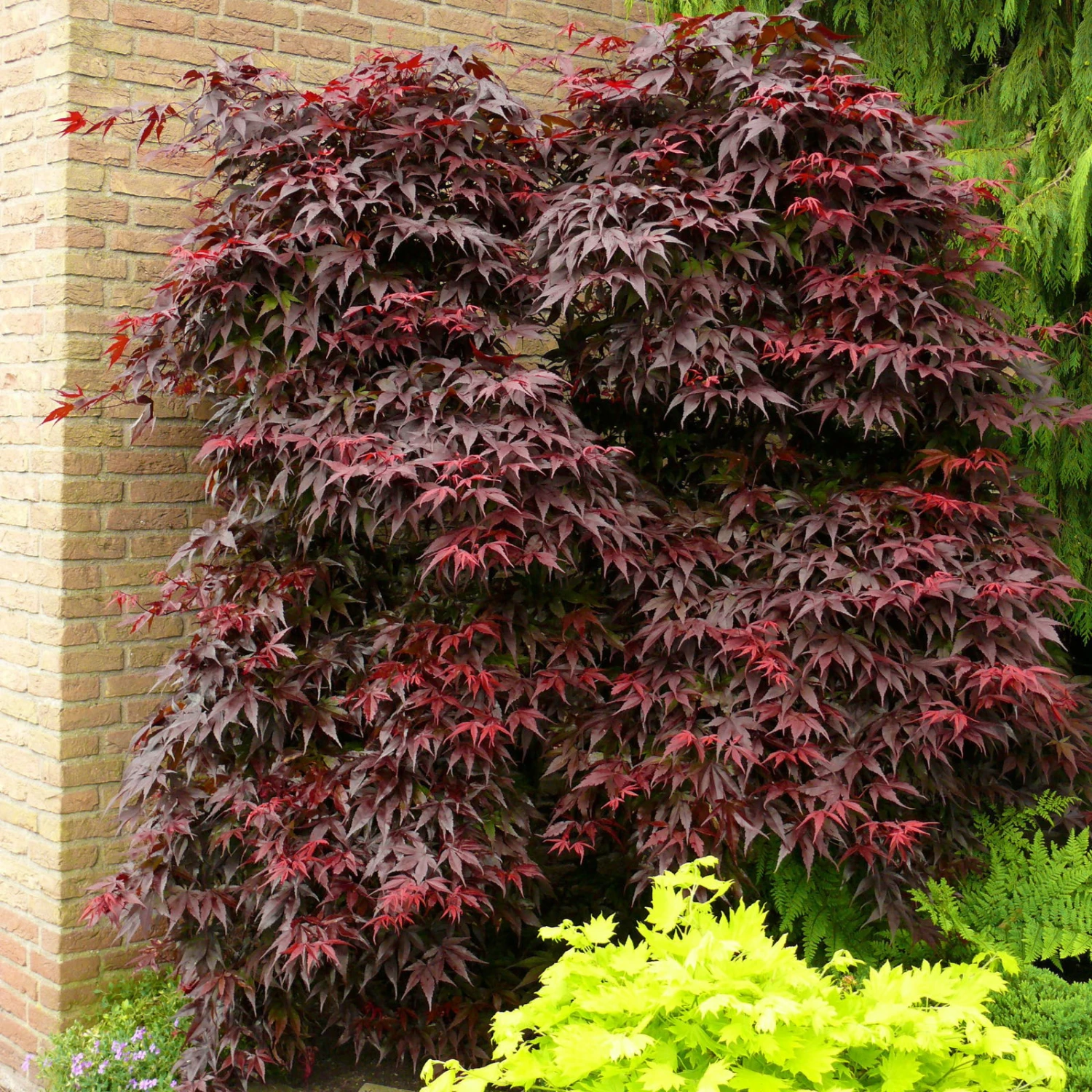 Roter Fächerahorn 'Bloodgood', Höhe 40 - 60 Cm, Topf-Ø 19 Cm 1 Roter Fächerahorn 'Bloodgood', Höhe 40 - 60 Cm, Topf-Ø 19 Cm