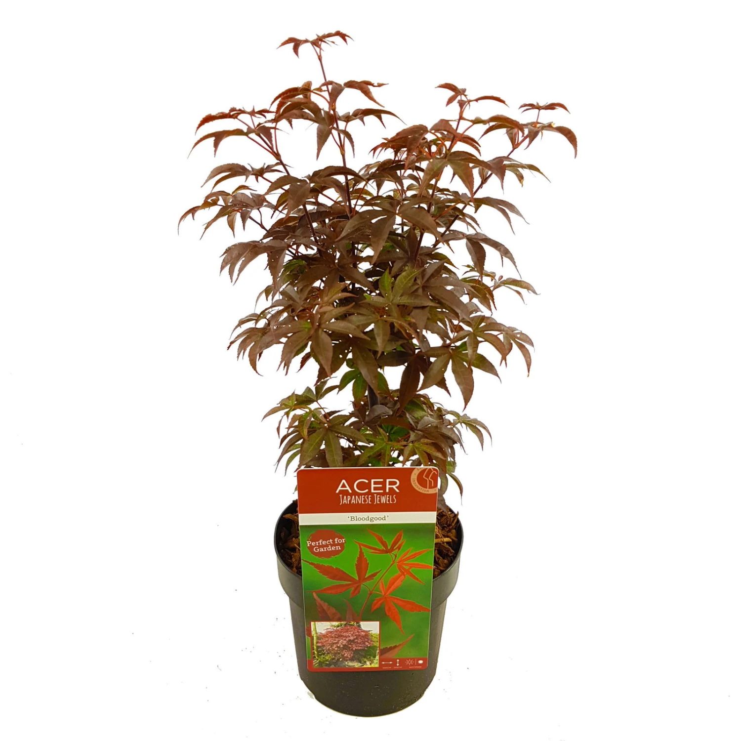 Roter Fächerahorn 'Bloodgood', Höhe 40 - 60 Cm, Topf-Ø 19 Cm 2 Roter Fächerahorn 'Bloodgood', Höhe 40 - 60 Cm, Topf-Ø 19 Cm – Bild 2