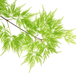 Fächerahorn 'Emerald Lace', Höhe 60-80 Cm, Topf 10 Liter -Fiskar Garten Geschaft 0410301299 Acer palm Emerald Lace 120008