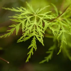 Fächerahorn 'Emerald Lace', Höhe 60-80 Cm, Topf 10 Liter -Fiskar Garten Geschaft 0410301299 Acer palm Emerald Lace 2 1 120007