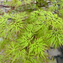 Fächerahorn 'Emerald Lace', Höhe 60-80 Cm, Topf 10 Liter -Fiskar Garten Geschaft 0410301299 acer emerald lace 4 124025