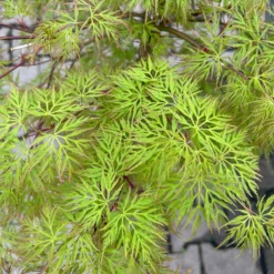 Fächerahorn 'Emerald Lace', Höhe 60-80 Cm, Topf 10 Liter -Fiskar Garten Geschaft 0410301299 acer emerald lace 5 124026