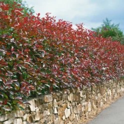 Glanzmispel 'Red Robin', Photinia X Fraseri, 5er-Set, Spalier 130 X 90 Cm 7 Glanzmispel 'Red Robin', Photinia X Fraseri, 5er-Set, Spalier 130 X 90 Cm -Fiskar Garten Geschaft 0410350270 Photinia Red Robin 16er Set 105283