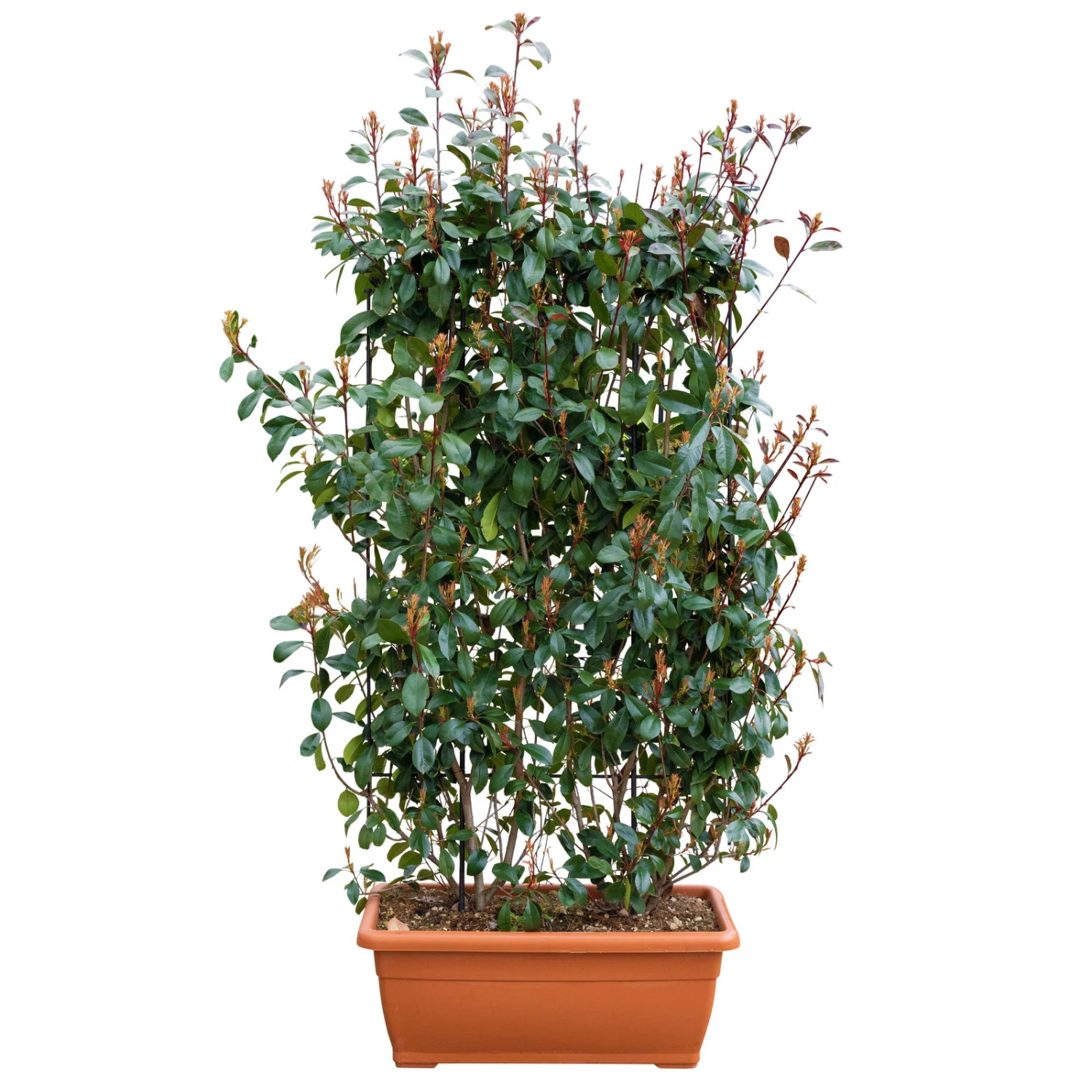 Glanzmispel 'Red Robin', Photinia X Fraseri, 5er-Set, Spalier 130 X 90 Cm 2 Glanzmispel 'Red Robin', Photinia X Fraseri, 5er-Set, Spalier 130 X 90 Cm – Bild 2