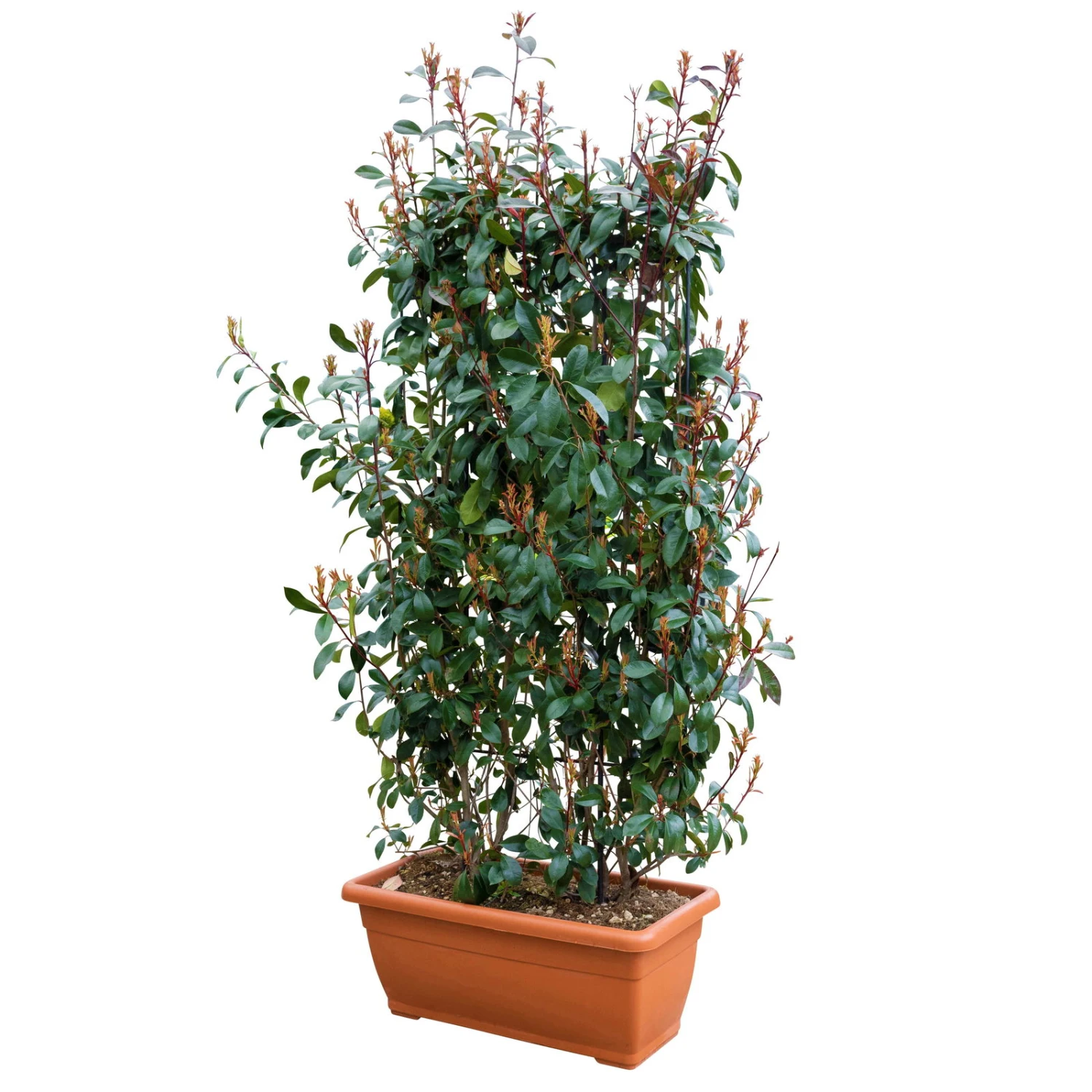 Glanzmispel 'Red Robin', Photinia X Fraseri, 5er-Set, Spalier 130 X 90 Cm 1 Glanzmispel 'Red Robin', Photinia X Fraseri, 5er-Set, Spalier 130 X 90 Cm