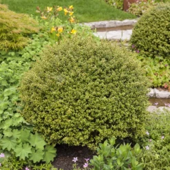 10er-Set Japanischer Ilex 'Glorie Gem' Höhe 15-20 Cm, 2 Liter Topf