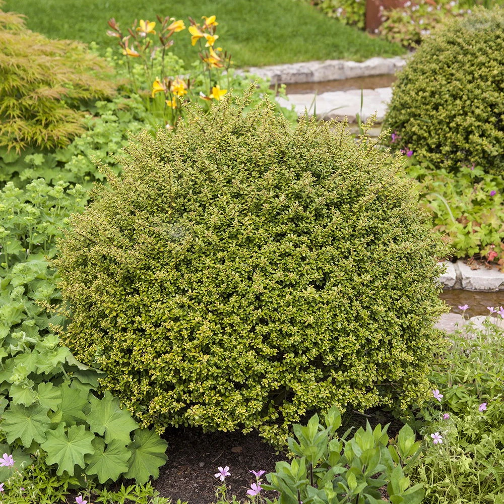 10er-Set Japanischer Ilex 'Glorie Gem' Höhe 15-20 Cm, 2 Liter Topf 1 10er-Set Japanischer Ilex 'Glorie Gem' Höhe 15-20 Cm, 2 Liter Topf