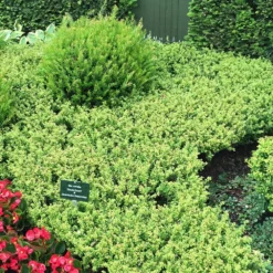 10er-Set Japanischer Zwerg-Ilex 'Glorie Dwarf'® EUⓈ Höhe 15-20 Cm, Im 2 Liter Topf