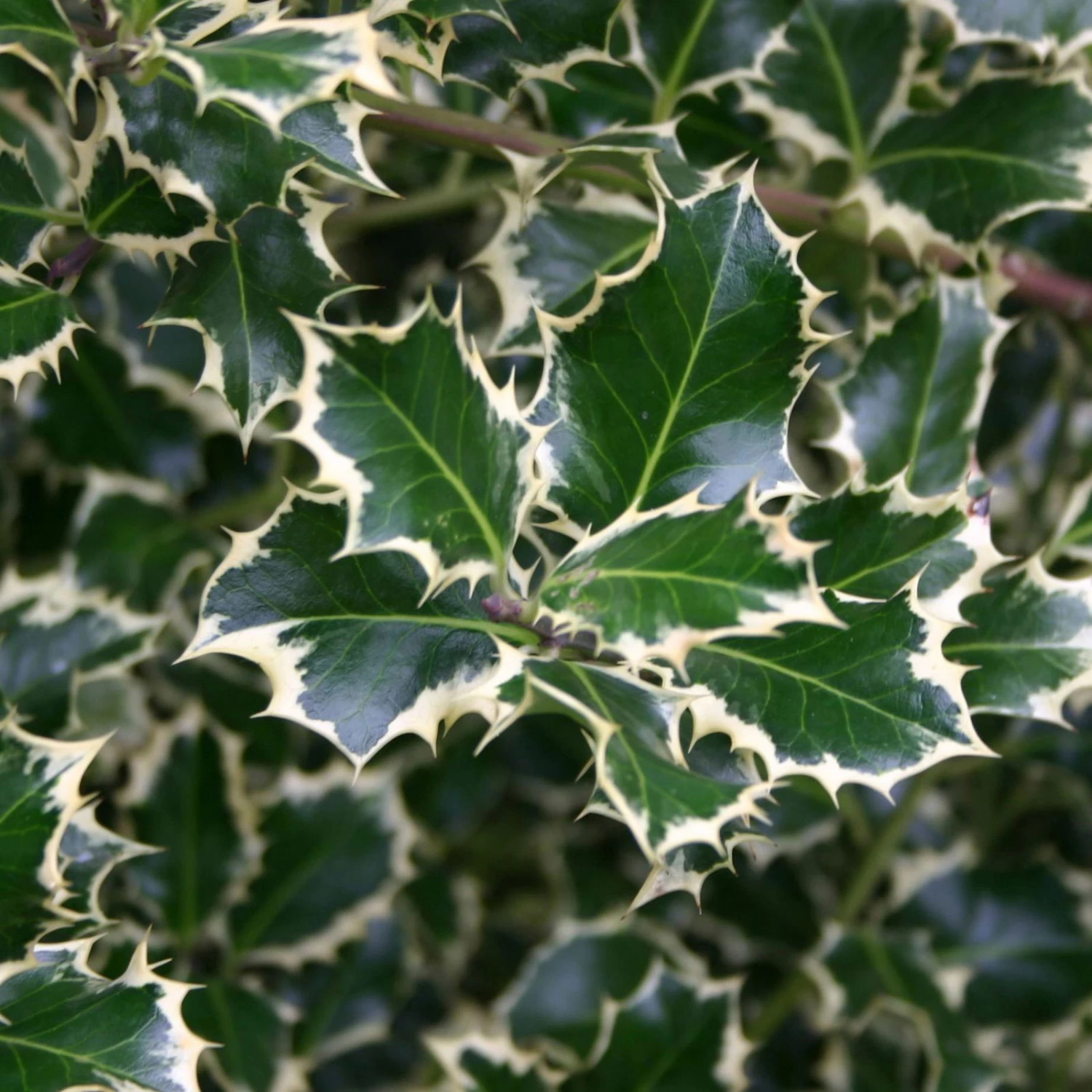 Buntlaubige Stechpalmen - Ilex, 2er-Set, Höhe 30-40 Cm, Topf Je 5 Liter 3 Buntlaubige Stechpalmen - Ilex, 2er-Set, Höhe 30-40 Cm, Topf Je 5 Liter – Bild 3