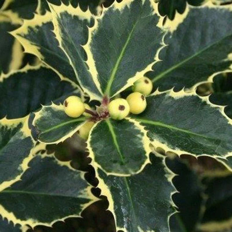 Buntlaubige Stechpalmen - Ilex, 2er-Set, Höhe 30-40 Cm, Topf Je 5 Liter 2 Buntlaubige Stechpalmen - Ilex, 2er-Set, Höhe 30-40 Cm, Topf Je 5 Liter – Bild 2