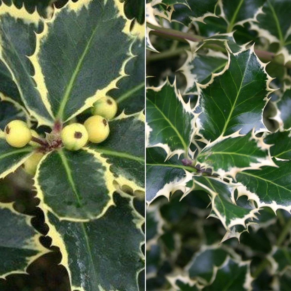 Buntlaubige Stechpalmen - Ilex, 2er-Set, Höhe 30-40 Cm, Topf Je 5 Liter 1 Buntlaubige Stechpalmen - Ilex, 2er-Set, Höhe 30-40 Cm, Topf Je 5 Liter