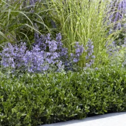 Stechpalme LUXUS®'Hedge', 10er-Set, Höhe 15-20 Cm, Topf 2 Liter