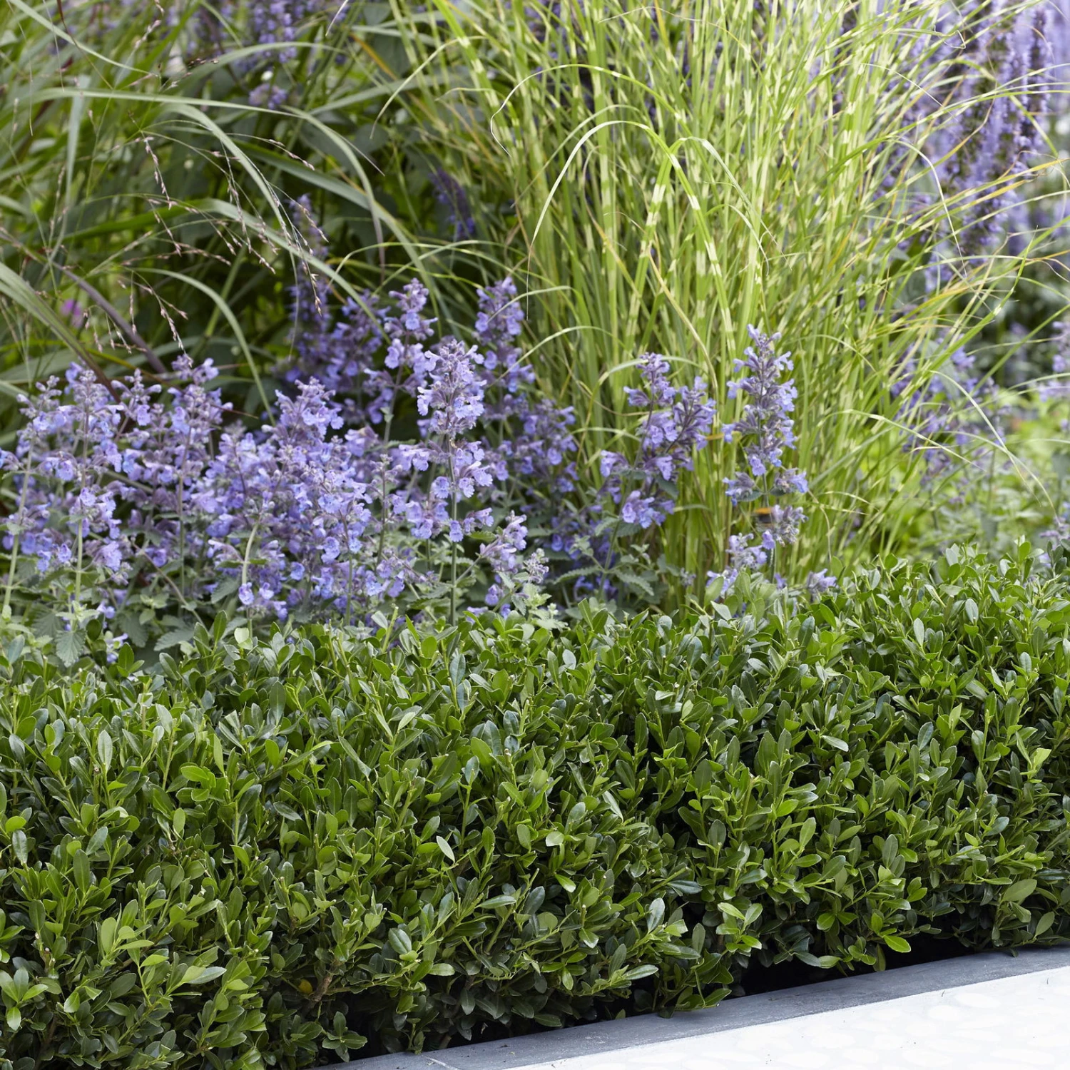 Stechpalme LUXUS®'Hedge', 10er-Set, Höhe 15-20 Cm, Topf 2 Liter 1 Stechpalme LUXUS®'Hedge', 10er-Set, Höhe 15-20 Cm, Topf 2 Liter