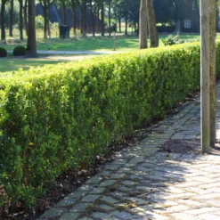 Stechpalme 'Impala®', 25er-Set, Höhe 50-60 Cm, Topf 5 Liter