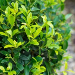 Stechpalme 'Impala®', 25er-Set, Höhe 50-60 Cm, Topf 5 Liter -Fiskar Garten Geschaft 0410450790 Ilex max Impala 3 104013