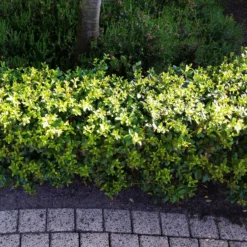 Stechpalme 'Impala®', 25er-Set, Höhe 50-60 Cm, Topf 5 Liter -Fiskar Garten Geschaft 0410450790 Ilex max Impala 5 104012