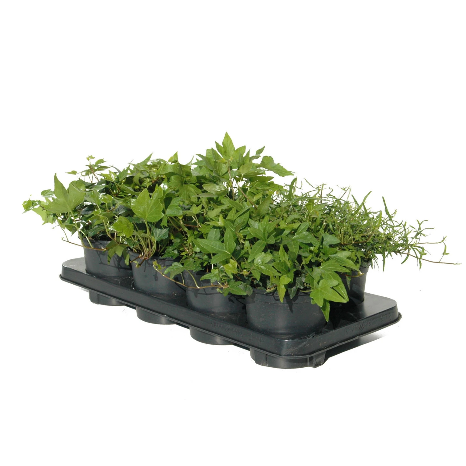 Efeu In Grünen Sorten, 6er-Set, 13 Cm Ø Topf 2 Efeu In Grünen Sorten, 6er-Set, 13 Cm Ø Topf – Bild 2