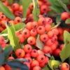 Feuerdorn, Pyracantha ' Red Column', ROT, 10er-Set, Höhe 40-60 Cm, Topf 2 L