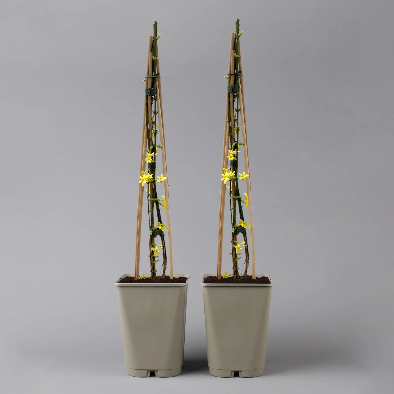 Echter Winterjasmin, 2er Set, Jasminum Nudiflorum, Gelb, Im 15 Cm Topf 1 Echter Winterjasmin, 2er Set, Jasminum Nudiflorum, Gelb, Im 15 Cm Topf