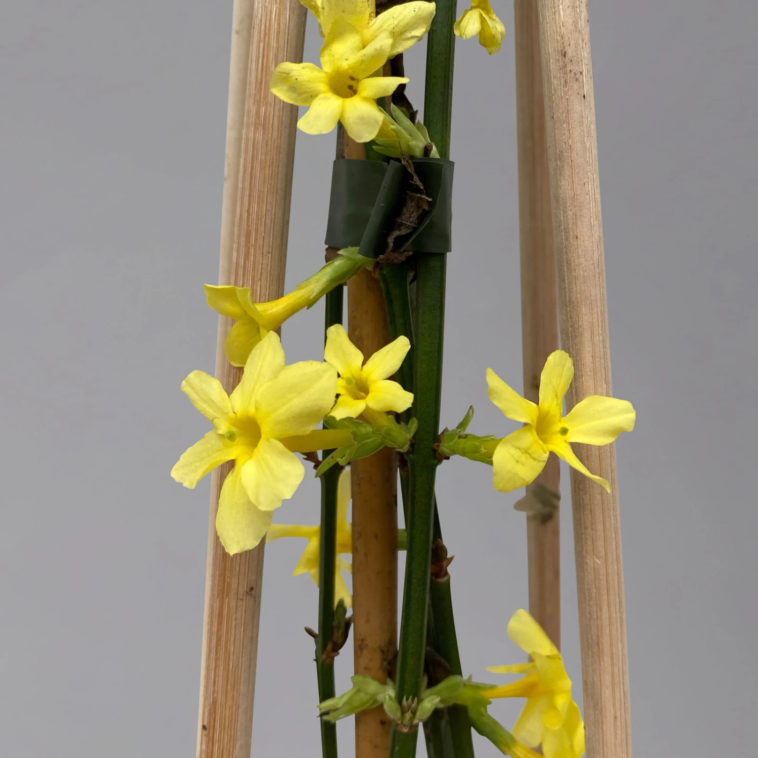 Echter Winterjasmin, 2er Set, Jasminum Nudiflorum, Gelb, Im 15 Cm Topf 2 Echter Winterjasmin, 2er Set, Jasminum Nudiflorum, Gelb, Im 15 Cm Topf – Bild 2