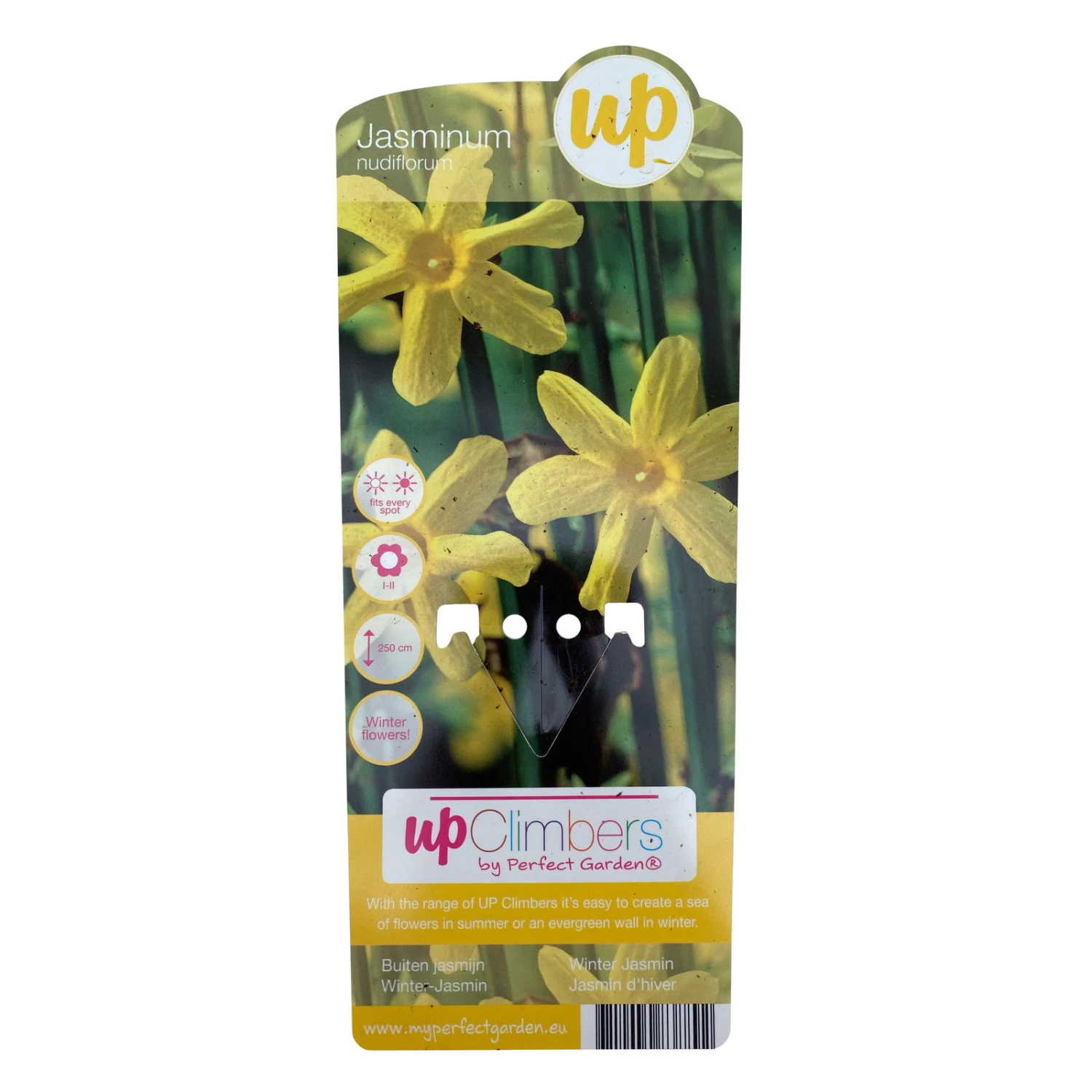 Echter Winterjasmin, 2er Set, Jasminum Nudiflorum, Gelb, Im 15 Cm Topf 6 Echter Winterjasmin, 2er Set, Jasminum Nudiflorum, Gelb, Im 15 Cm Topf – Bild 6