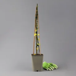 Echter Winterjasmin, 2er Set, Jasminum Nudiflorum, Gelb, Im 15 Cm Topf 10 Echter Winterjasmin, 2er Set, Jasminum Nudiflorum, Gelb, Im 15 Cm Topf -Fiskar Garten Geschaft 0410860452 jasminum nudiflorum 123384