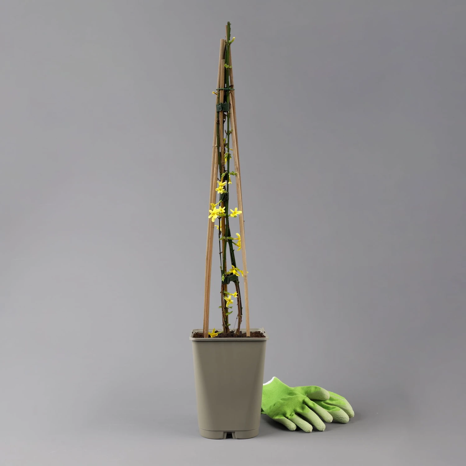 Echter Winterjasmin, 2er Set, Jasminum Nudiflorum, Gelb, Im 15 Cm Topf 3 Echter Winterjasmin, 2er Set, Jasminum Nudiflorum, Gelb, Im 15 Cm Topf – Bild 3