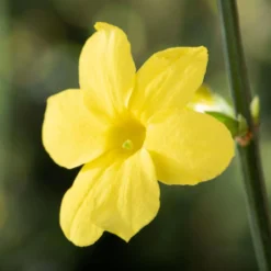 Echter Winterjasmin, 2er Set, Jasminum Nudiflorum, Gelb, Im 15 Cm Topf 11 Echter Winterjasmin, 2er Set, Jasminum Nudiflorum, Gelb, Im 15 Cm Topf -Fiskar Garten Geschaft 0410860452 Jasminum nudiflorum 1 120624