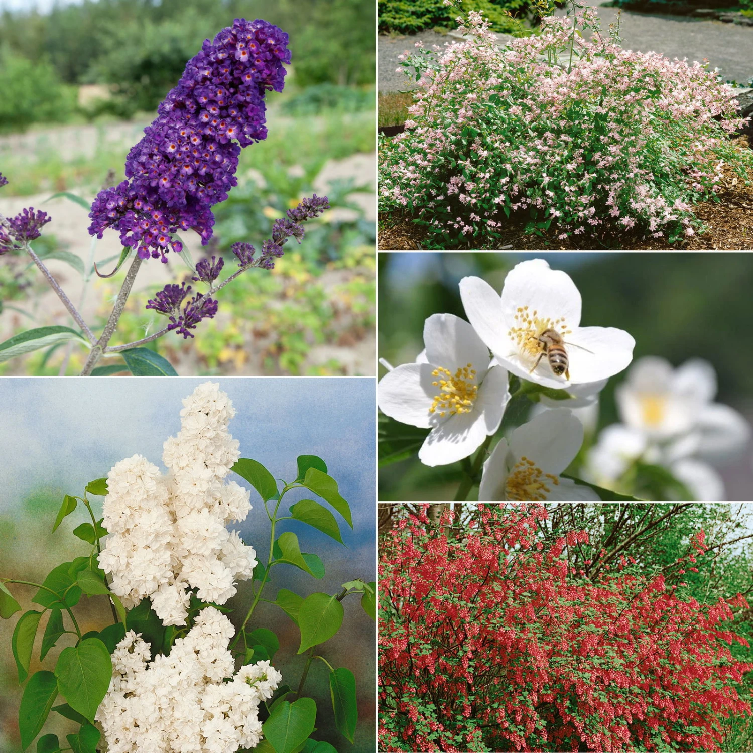 Dufthecke-Blütensträucher XL, 20er-Set, Höhe 80-100 Cm, Topf 12+20 Liter 1 Dufthecke-Blütensträucher XL, 20er-Set, Höhe 80-100 Cm, Topf 12+20 Liter