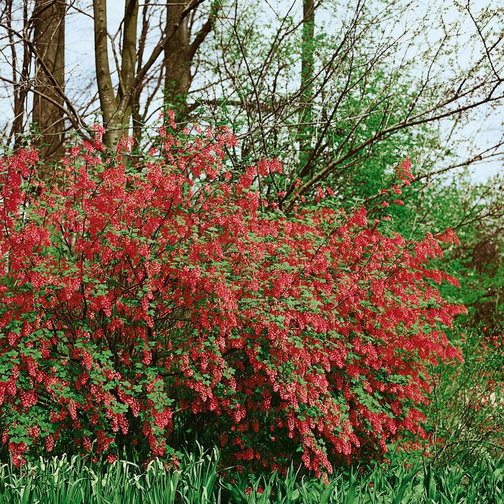 Dufthecke-Blütensträucher XL, 20er-Set, Höhe 80-100 Cm, Topf 12+20 Liter 2 Dufthecke-Blütensträucher XL, 20er-Set, Höhe 80-100 Cm, Topf 12+20 Liter – Bild 2