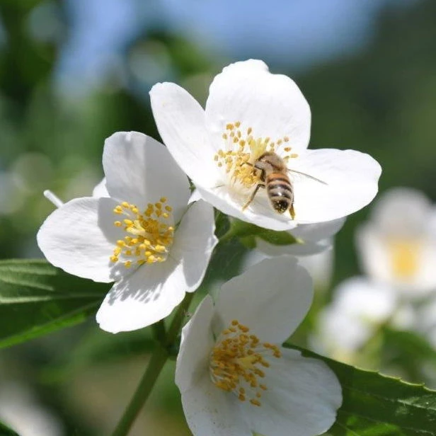 Dufthecke-Blütensträucher XL, 20er-Set, Höhe 80-100 Cm, Topf 12+20 Liter 3 Dufthecke-Blütensträucher XL, 20er-Set, Höhe 80-100 Cm, Topf 12+20 Liter – Bild 3