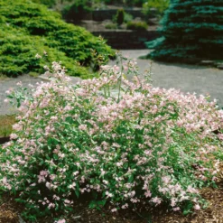 Dufthecke-Blütensträucher XL, 20er-Set, Höhe 80-100 Cm, Topf 12+20 Liter 11 Dufthecke-Blütensträucher XL, 20er-Set, Höhe 80-100 Cm, Topf 12+20 Liter -Fiskar Garten Geschaft 0410870557 Dufthecke Solitaer 20er Set 4 124845