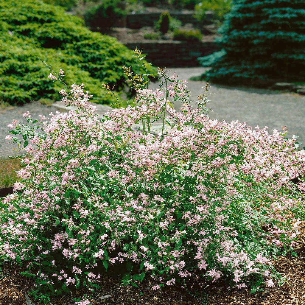 Dufthecke-Blütensträucher XL, 20er-Set, Höhe 80-100 Cm, Topf 12+20 Liter 4 Dufthecke-Blütensträucher XL, 20er-Set, Höhe 80-100 Cm, Topf 12+20 Liter – Bild 4