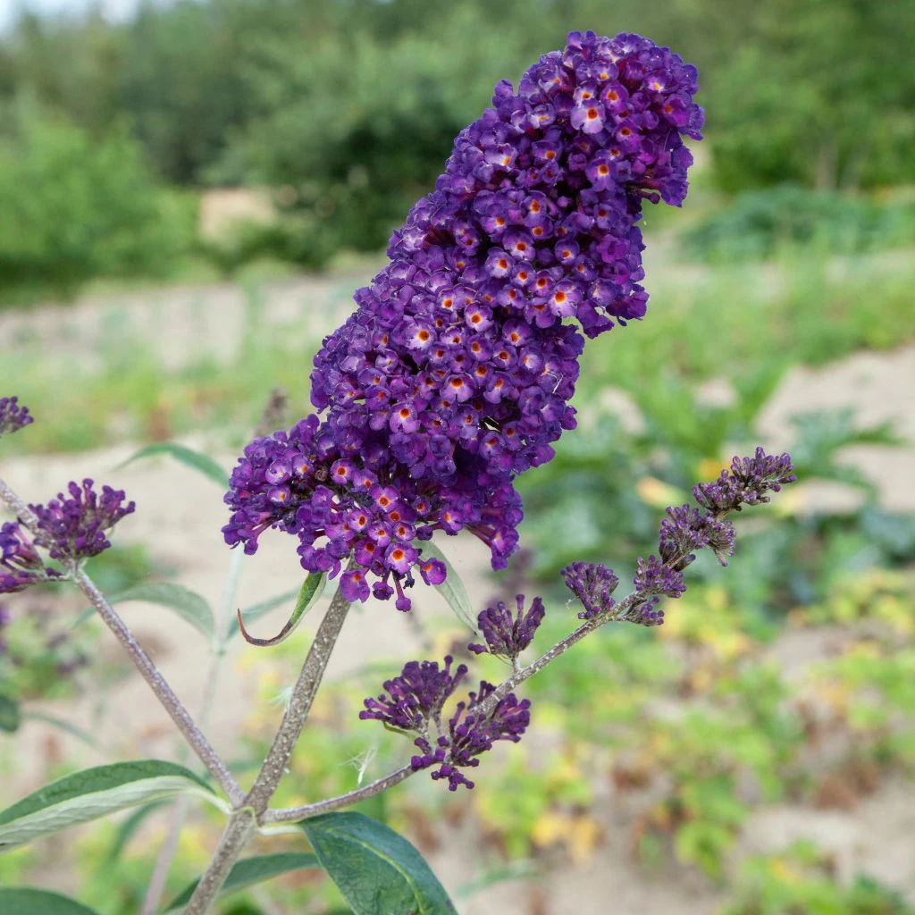 Dufthecke-Blütensträucher XL, 20er-Set, Höhe 80-100 Cm, Topf 12+20 Liter 5 Dufthecke-Blütensträucher XL, 20er-Set, Höhe 80-100 Cm, Topf 12+20 Liter – Bild 5